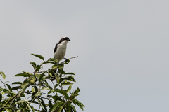 Lanius excubitoroides