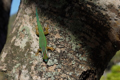 Phelsuma inexpectata