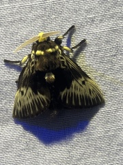 Megalopyge albicollis