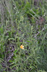 Chamaecrista mimosoides