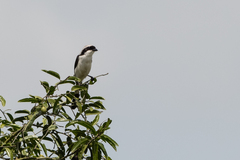 Lanius excubitoroides