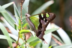 Graphium macleayanus