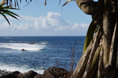 Phelsuma inexpectata