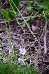 Hermannia coccocarpa