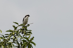 Lanius excubitoroides