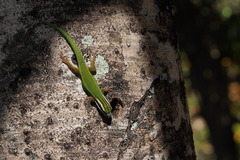Phelsuma inexpectata