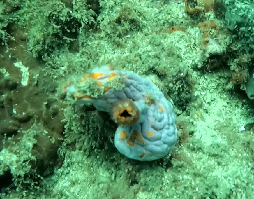 Cnemidocarpa pedata