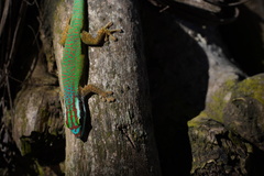 Phelsuma inexpectata