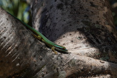 Phelsuma inexpectata