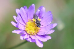 Chilalictus