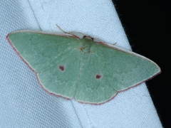 Chlorocoma cadmaria