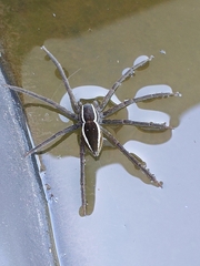 Nilus