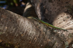 Phelsuma inexpectata
