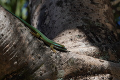 Phelsuma inexpectata