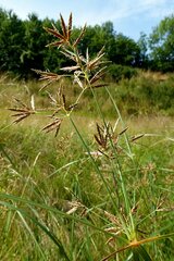 Cyperus longus