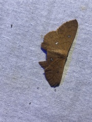 Cosymbiini