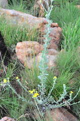 Nidorella