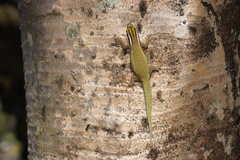 Phelsuma inexpectata