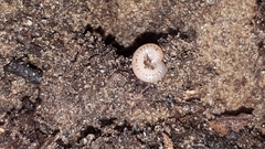 Blaniulus guttulatus