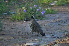 Geophaps scripta