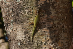 Phelsuma inexpectata