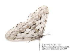 Larerannis nakajimai