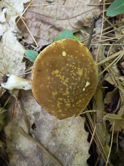 Xanthoconium affine maculosus