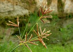 Cyperus longus