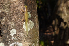 Phelsuma inexpectata