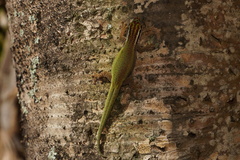 Phelsuma inexpectata