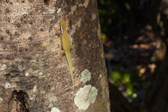 Phelsuma inexpectata