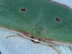 Chlorocoma cadmaria