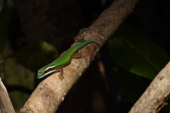 Phelsuma inexpectata