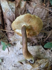 Xanthoconium affine maculosus