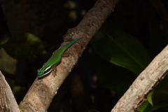 Phelsuma inexpectata
