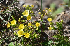 Potentilla chinensis
