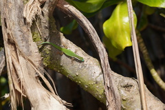 Phelsuma inexpectata