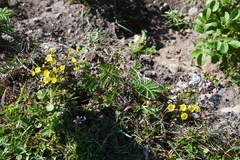Potentilla chinensis
