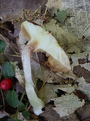 Xanthoconium affine maculosus