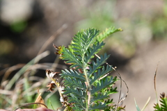 Potentilla chinensis