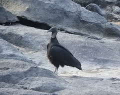 Coragyps atratus
