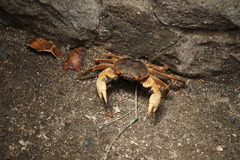 Geograpsus grayi