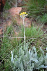 Nidorella