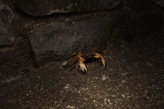 Geograpsus grayi