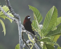 Ramphocelus carbo