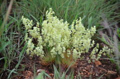 Psammotropha myriantha