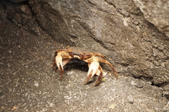 Geograpsus grayi