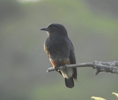 Chelidoptera tenebrosa