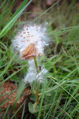 Xysmalobium undulatum