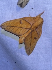 Adeloneivaia